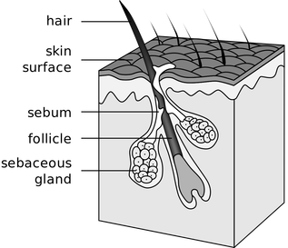 Stop Hair Loss. Cross section of a hair shaft courtesy of https://commons.wikimedia.org/wiki/User:Tsaitgaist